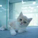 도로시캐터리 이미지