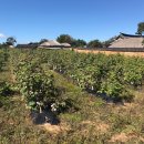 안동영가찜닭 이미지