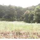 숲속의 계곡 이미지