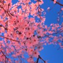 청수호수공원 | [천안 여행] 천안 청당동 벚꽃 실시간 상황!! 청수호수공원 벚꽃 야경 후기!!