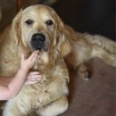 레드앤화이트독 이미지