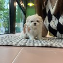 김해 강아지분양 고양이분양 도그하우스 외동점 이미지