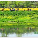 금호강하중도 이미지