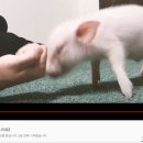 돼지PC방 이미지
