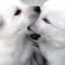 멍구야 놀자 이미지