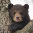 Baby bear 🐻 이미지