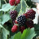 여산척화비 이미지