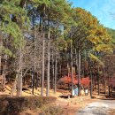 치유의 숲 야영장 이미지