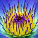 연꽃세상 이미지