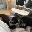 메리랑 메롱이네 이미지