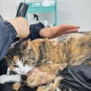 함께냥 앤 함께냥품 북수원점 | 수원 무마취 고양이 미용 함께냥 내돈내산 재방문 후기