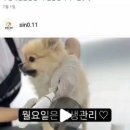 꽃피는견생 인천애견유치원 이미지