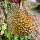 고려민속식품마트 | [발리 여행] 밤부텔 사와뷰 조식 우붓 시내 투어 후 마트 털기