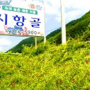 시항골 이미지