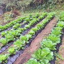 남산리농장 이미지