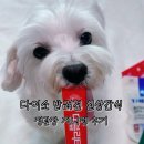 다이소 추천템 | 반려견 신상 간식 정관장 지니펫 후기