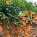 풍덕교옆 뚝방 이미지