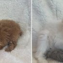 빅토리아펫 강아지고양이 잠실점 이미지