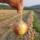 소보농장 이미지