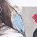 신광주 | 광명 앵무새 카페 <앵모닝> 후기