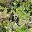 비블리아성서식물원 이미지