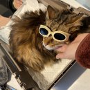 청담고양이 이미지