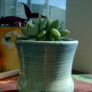 다육세상 이미지