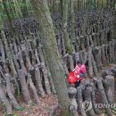 영농조합법인한라표고 이미지