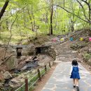 41190-01-07-321 | 서산 개심사 주차 유모차 코스 청벚꽃 겹벚꽃 정보 정리