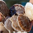 회 조개마을 이미지