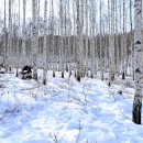 원대리 자작나무숲 이미지