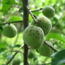 민들레양계장 이미지