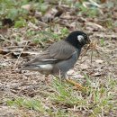 【찌르레기 Grey Starling】「소리가 정감어린 찌르레기」 이미지