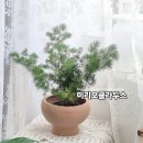 하연농장 | 잠실 예쁜 화분 - 여름에 선물하기 좋은 식물
