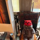 미드나잇 롤러코스터 클럽 이미지