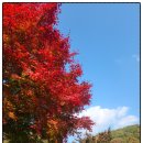 입곡군립공원(출렁다리) | 함안 단풍 명소 입곡군립공원 힐링 여행 출렁다리 걷기!