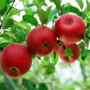 우란농장 이미지