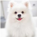 써니애견