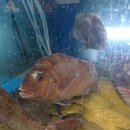 남해수산횟집 이미지