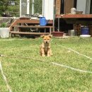 똥강새이 이미지