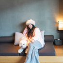 신퍼피클럽 동물병원 | 소노펫 비발디파크 스위트 2박3일 ♪ 강원도 애견동반숙소 호텔, 강아지 서류 및 준비물 총정리