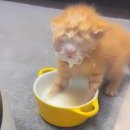 도라도라 이미지