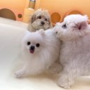 시우스쿨링 대화 이미지