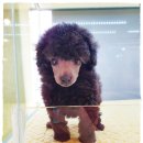 애견천사들 이미지