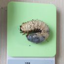 빵두