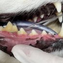 강남예치과동물병원 이미지