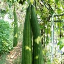 사두 Daum카페