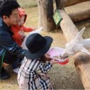 강릉아기동물농장 이미지