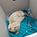 돈n돈 | 수원 호매실 티움동물병원 추천! 찐내돈내산 n회 방문후기(길고양이 구조)