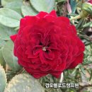 로드헨